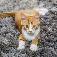 Simple Solution Extreme Stain & Odor Remover (Cat) 500ml