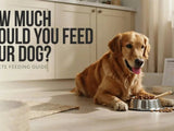 How Much Should You Feed Your Dog? Complete Feeding Guide - SNH Packing