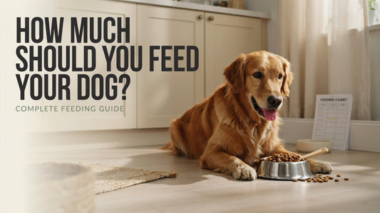 How Much Should You Feed Your Dog? Complete Feeding Guide - SNH Packing