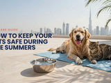 How to Keep Your Pets Safe During Summers in UAE - SNH Packing