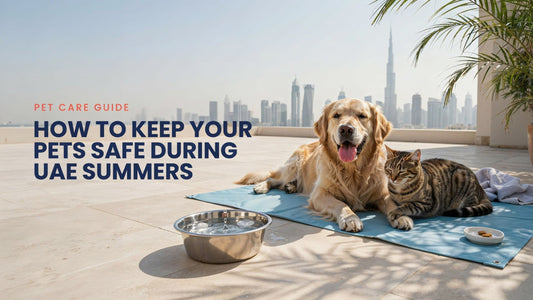 How to Keep Your Pets Safe During Summers in UAE - SNH Packing