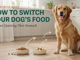 How to Switch Your Dog's Food Without Upsetting Their Stomach - SNH Packing