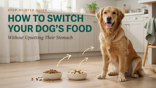 How to Switch Your Dog's Food Without Upsetting Their Stomach - SNH Packing