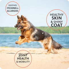 Brilliant Salmon Oil for Dogs and Cats 300 ml